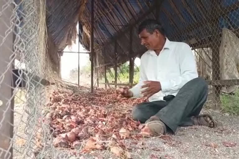 thieves stole about 100 quintals of onions in dhule