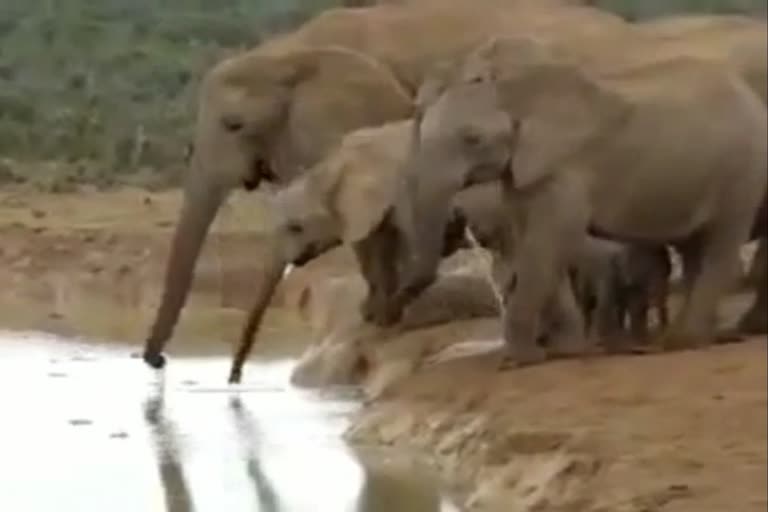 Terror of elephants continues in Surajpur