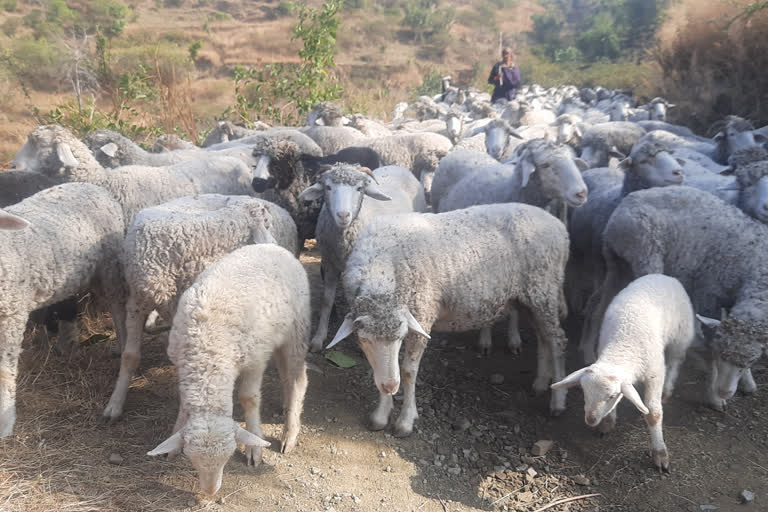 over-200-sheep-and-goats-died-after-falling-into-a-drain-in-shimla