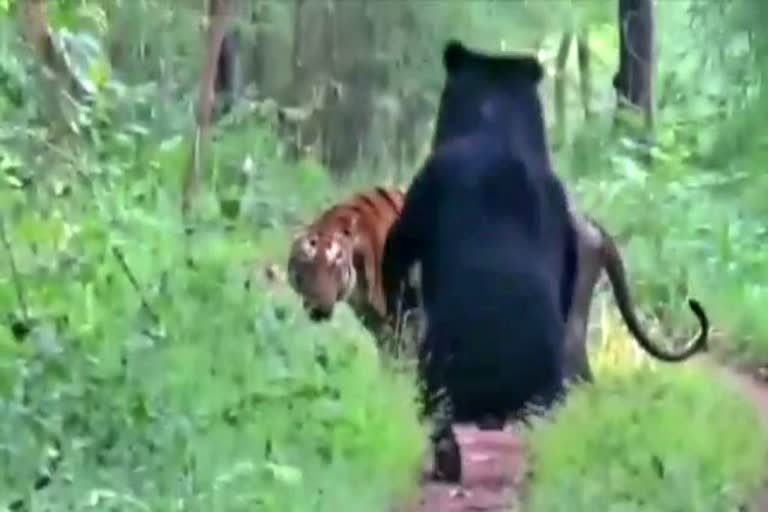 bear-and-tiger-video-viral