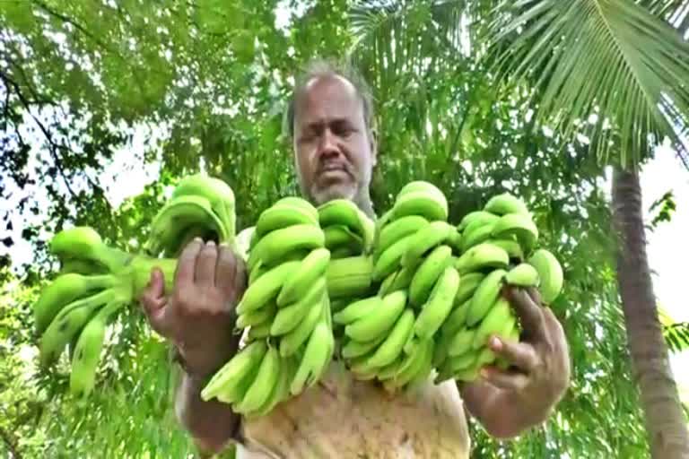 banana-crop-destroyed-due-to-rain-in-koppala