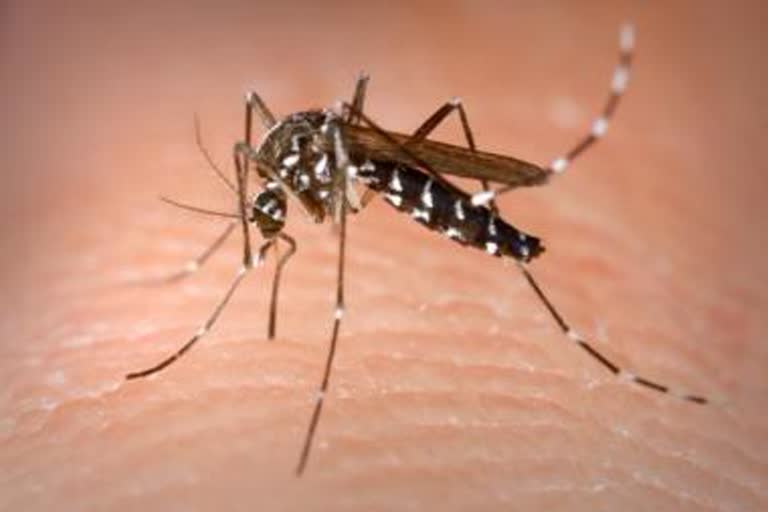 Dengue patients increase in Kurukshetra