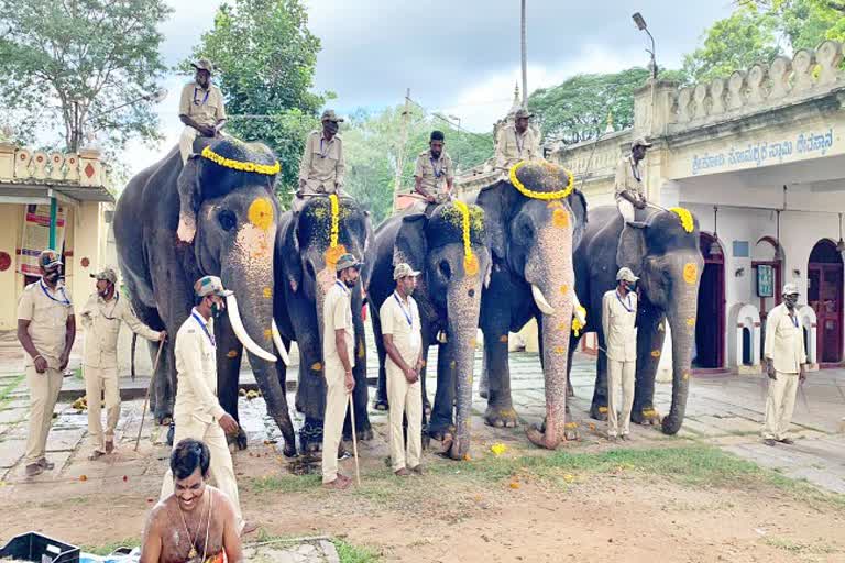 special-puja-performed-for-dasara-elephants-in-mysuru