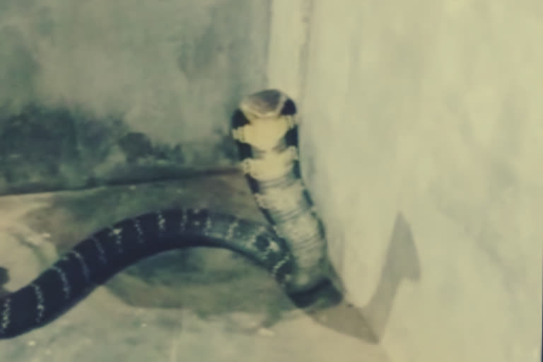 King Cobra  Vizag  Visakhapatnam district  Eastern Ghats  Southeast Asian countries  രാജവെമ്പാല  കിംഗ് കോബ്ര  പാമ്പിനെ പിടികൂടി  പാമ്പ്