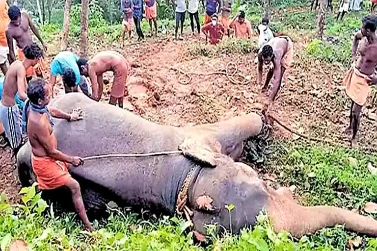 ആന ഇടഞ്ഞോടി  elephant goes berserk in pathanamthitta  pathanamthitta  pathanamthitta elephant goes berserk  elephant goes berserk  ആന ഇടഞ്ഞോടിയത് ഒരു കിലോമീറ്ററോളം  പത്തനംതിട്ടയിൽ ആന ഇടഞ്ഞോടിയത് ഒരു കിലോമീറ്ററോളം  പാപ്പാൻ പുറത്ത്  ആന ഇടഞ്ഞു  berserk  പത്തനംതിട്ട  pathanamthitta  പത്തനംതിട്ട ദുരന്തനിവാരണ വിഭാഗം ഡെപ്യൂട്ടി കലക്‌ടര്‍ ഗോപകുമാര്‍  കലക്‌ടര്‍ ഗോപകുമാര്‍  വാര്യാപുരം  വാര്യാപുരത്ത് തടിപിടിക്കാൻ എത്തിച്ച ആന ഇടഞ്ഞു  തടിപിടിക്കാൻ എത്തിച്ച ആന ഇടഞ്ഞ സംഭവം