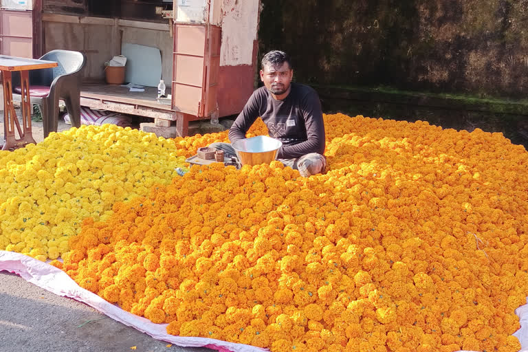 Marigold flowers