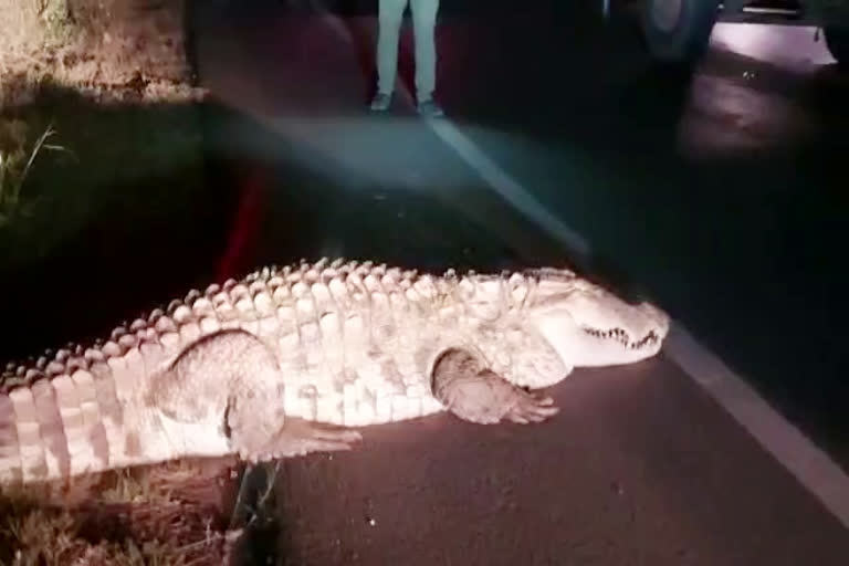 crocodile found on road at bagalakote