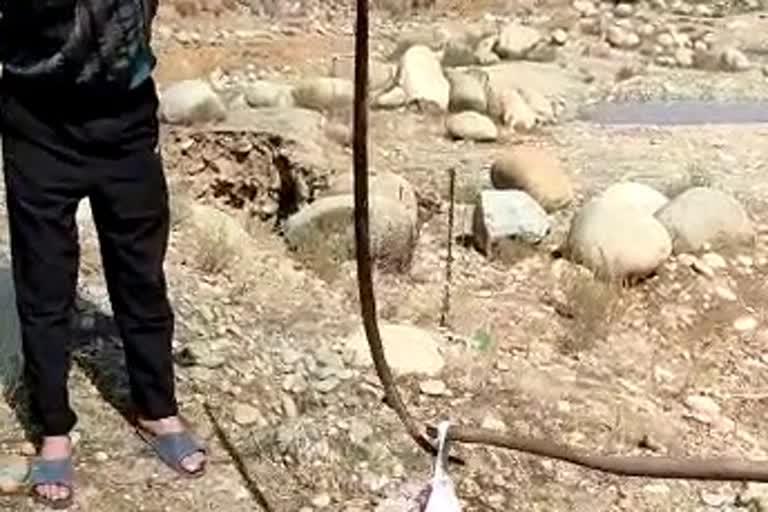 بارہمولہ: محکمہ وائلڈ لائف نے سانپ کو پکڑ لیا