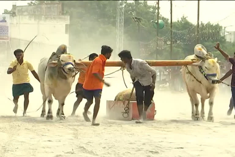 ఎడ్ల పందేలు