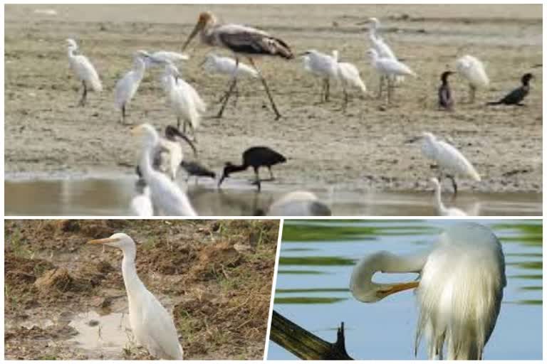 अज्ञात बीमारी से करीब 200 बगुलों की मौत