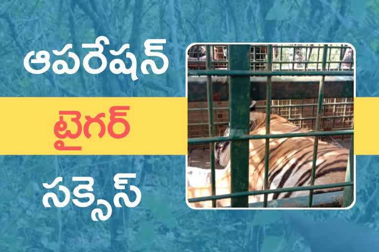 tiger latest news