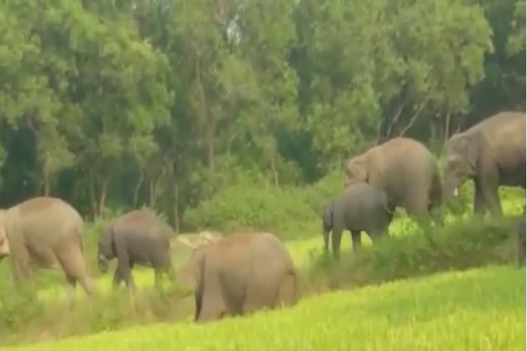 जंगल से घनी आबादी की ओर बढ रहा हाथियों का झुंड