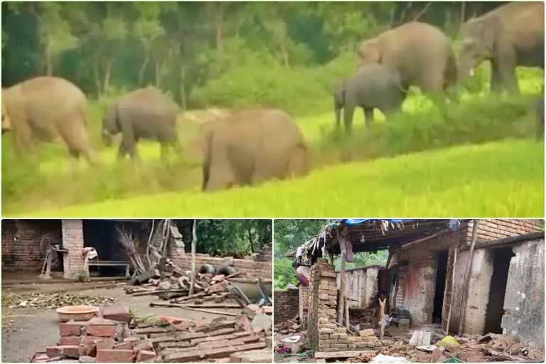 Herd of elephants damaged many houses in Nawada