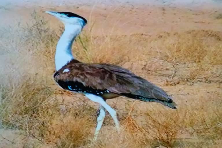 गोडावण संरक्षण , राज्य पक्षी गोडावण, nation bird godavan , Rajasthan Forest Department