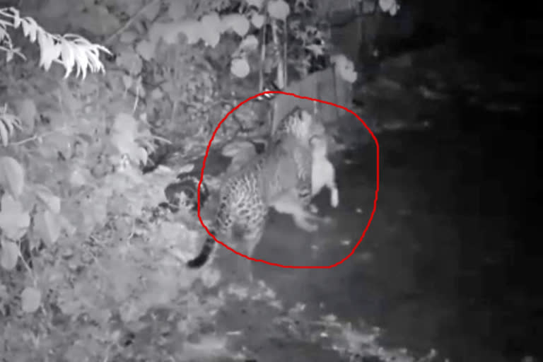 kunnur  leopard hunted dog  cctv footage of leopard hunted dog released  சிறுத்தை நடமாட்டம்  சிசிடிவி காட்சிகள்  நாயை வேட்டியாடிய சிறுத்தை  குன்னூரில் நாயை வேட்டியாடிய சிறுத்தை