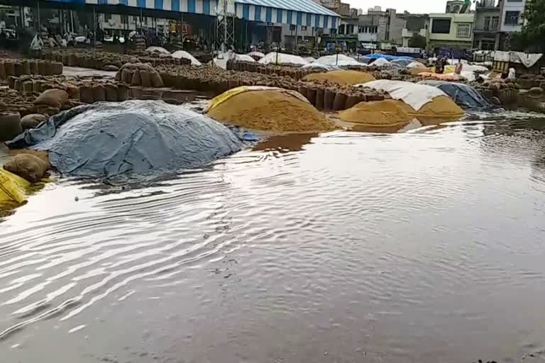 Paddy crop got wet due to rain