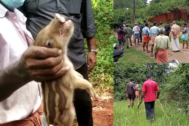 കാട്ടുപന്നി വേട്ട  കാട്ടുപന്നി ശല്യം രൂക്ഷം  കോഴിക്കോട്‌ കാട്ടുപന്നി വേട്ട  കര്‍ഷകരുടെ നേതൃത്വത്തില്‍ വേട്ട  wild pig attack  thamarasherry forest office  hunt wild pig  kozhikode wild pig attack