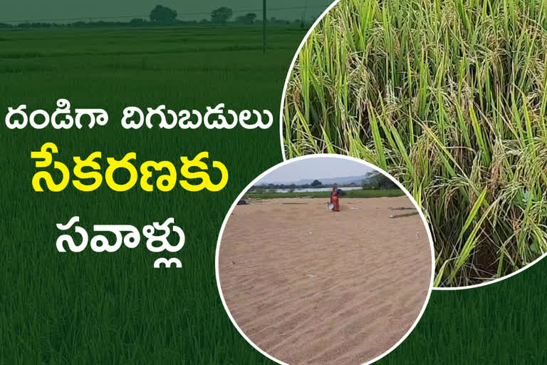 paddy procurement in warangal