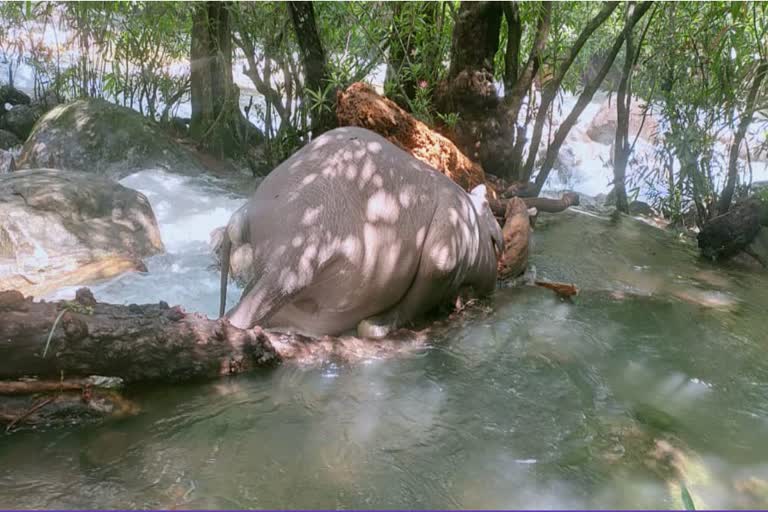 കാട്ടാനക്കുട്ടി  മലവെള്ളപ്പാച്ചില്‍  വിതുര  കാട്ടാന  ജഡം  ഫോറസ്റ്റ്  elephant  dead  forest  kerala rain  rain death kerala