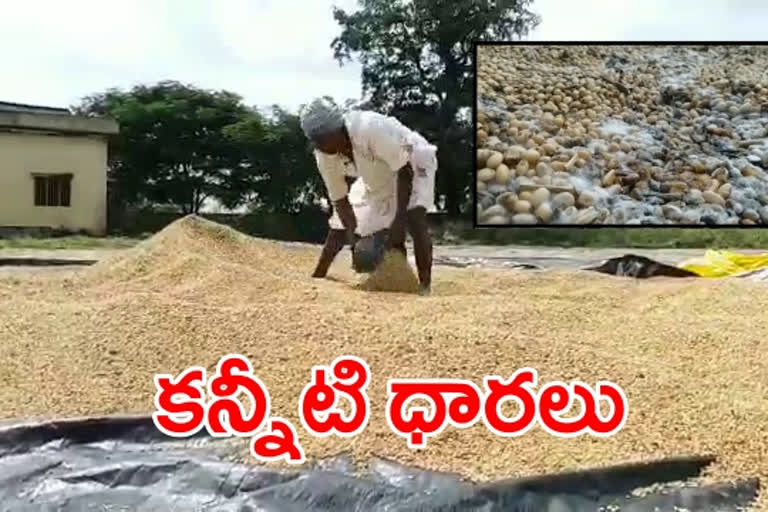Crop loss due to rains, farmers problems