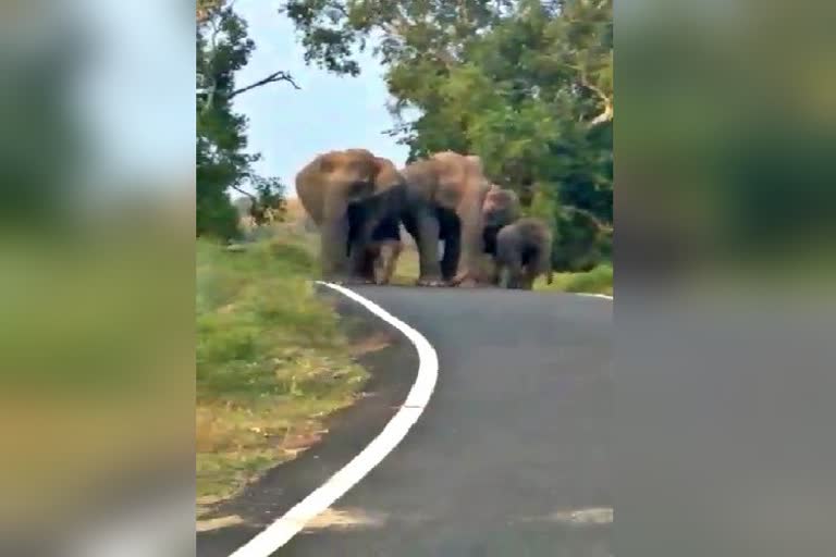 baby-elephant-crossing-the-road-with-group of elephants-video-goes-viral