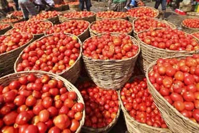 tomato prices