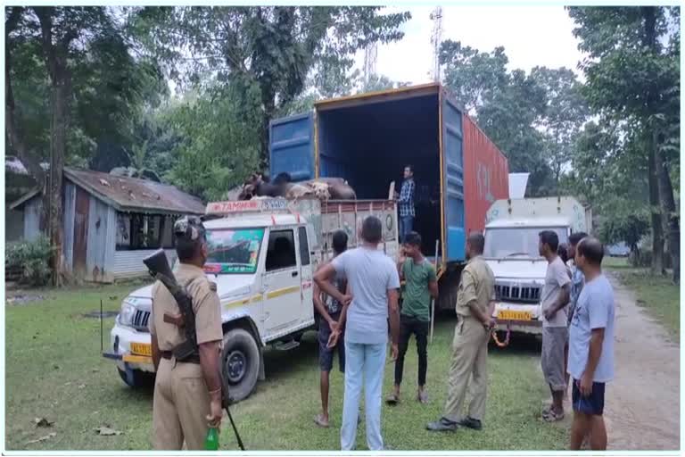 two person arrested with smuggled cattle at Assam Bengal border