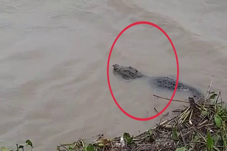 crocodile-seen-in-ganga-in-sahibganj