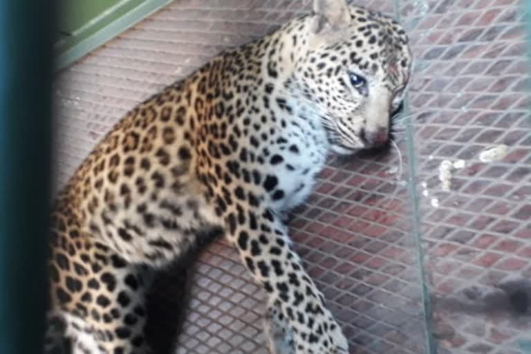 leopard captured at mysore