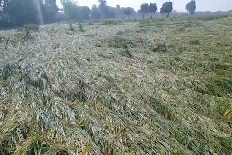 workers-from-other-states-returning-paddy-harvesting-affected-due-to-water-filling-in-the-field-at-haryana