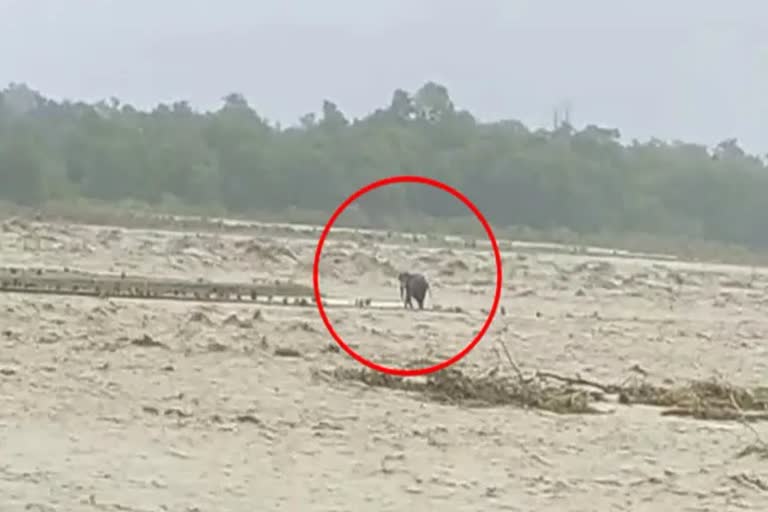 elephant struck in river