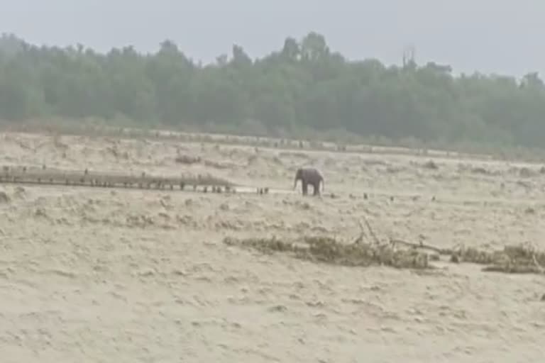 Wild Elephant  uttarakhand  Guala river  uttarakhand flood  കാട്ടാന  ഗൗല നദി  ഉത്തരാഖണ്ഡ് വെള്ളപ്പൊക്കം