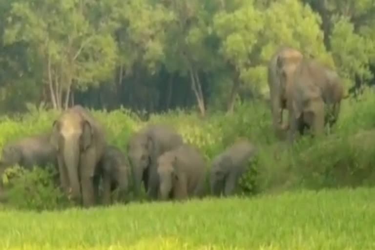 elephant in koderma