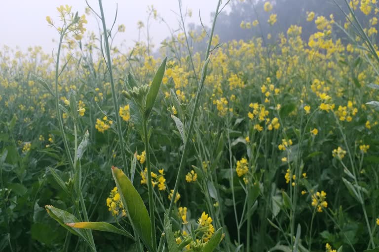 mustard-farmers-more-profitable-technique