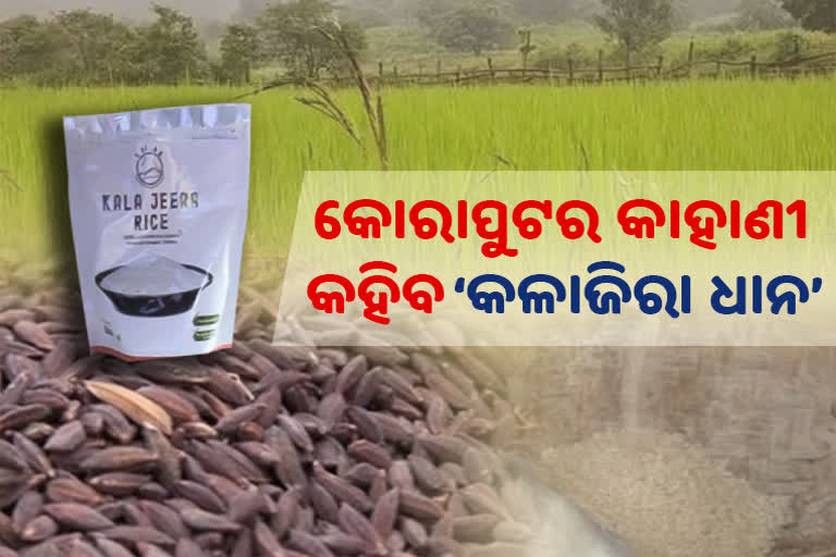 ଦିଲ୍ଲୀ ବଜାରକୁ ଯିବ କୋରାପୁଟ ଅଞ୍ଚଳର ସ୍ଵତନ୍ତ୍ର ଓ ବିରଳ କଳାଜିରା ଧାନ