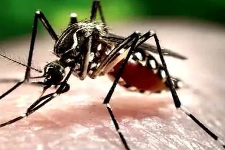 Female aedes aegypti mosquito