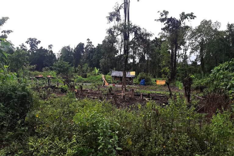 enchroach at chirang by destroying forest