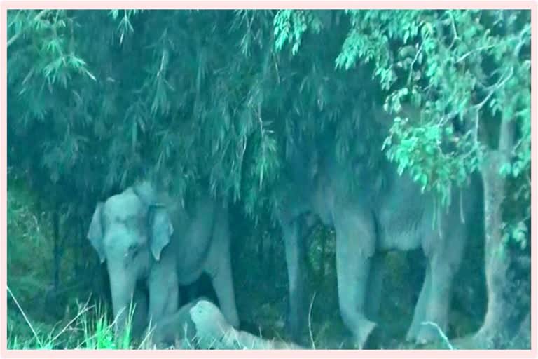 wild elephants attack in samaguri nagaon