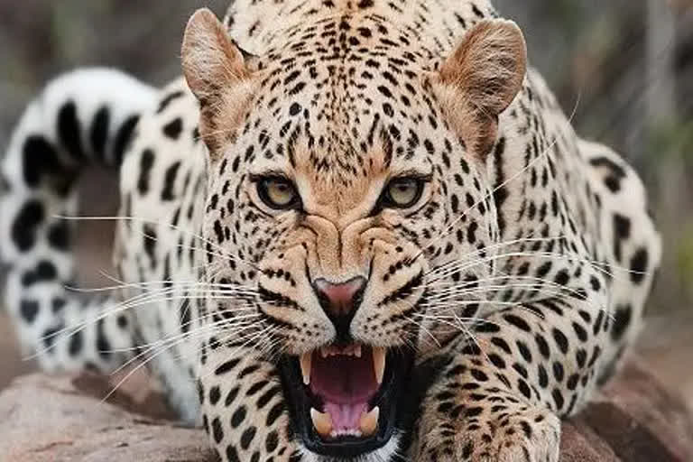 MP: Woman mauled to death by leopard in Seoni  woman mauled to death by leopard in madhya pradeshs seoni  woman mauled to death by leopard in madhya pradesh seoni  leopard  leopard attack  leopard attack madhya pradesh  leopard attack in madhya pradesh  മധ്യപ്രദേശിൽ പുള്ളിപ്പുലിയുടെ ആക്രമണത്തിൽ 50കാരി കൊല്ലപ്പെട്ടു  പുള്ളിപ്പുലിയുടെ ആക്രമണം  പുള്ളിപ്പുലി  പുള്ളിപ്പുലി ആക്രമണം  സിയോനി  സിയോനി പുള്ളിപ്പുലി ആക്രമണംട  മധ്യപ്രദേശിൽ പുള്ളിപ്പുലിയുടെ ആക്രമണത്തിൽ 50കാരി കൊല്ലപ്പെട്ടു