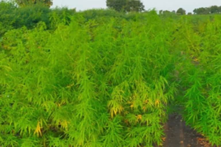 hemp cultivation