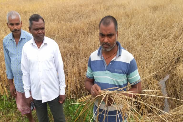 insect-damage-to-paddy-crop-in-ranchi