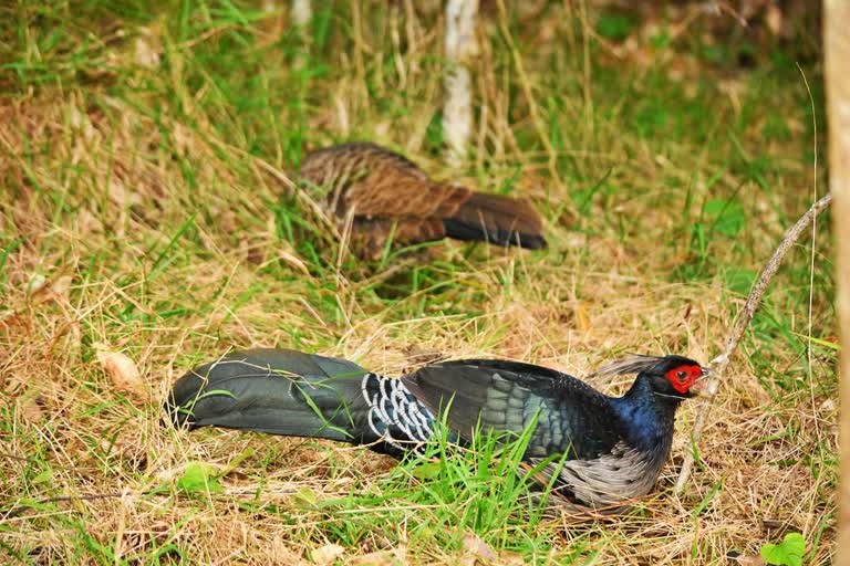 ಕಾಲಿಜ್ ಫೆಸೆಂಟ್