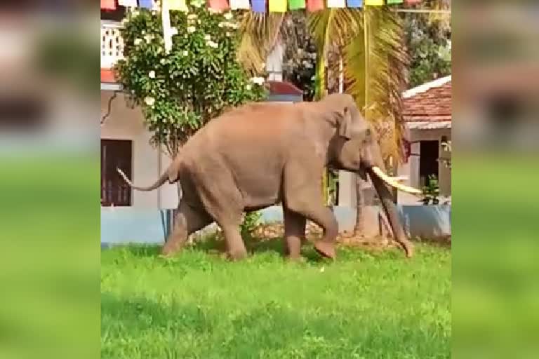 Elephant attack on hunsur tibet camp at Mysore