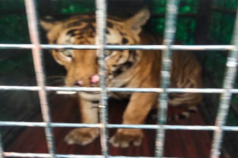 Injured Tiger