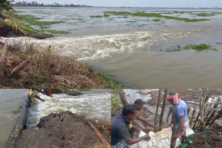 ആലപ്പുഴയിലെ കർഷകർക്ക് കണ്ണീർമഴ  ദുരിതപ്പെയ്‌ത്തിൽ വ്യാപക കൃഷിനാശം  ആലപ്പുഴയിൽ വ്യാപക കൃഷിനാശം  ആലപ്പുഴ കൃഷിനാശം  ആലപ്പുഴയിൽ കൃഷിനാശം  ആലപ്പുഴ കൃഷി  widespread crop damage in alappuzha due to rainfall  crop damage in alappuzha due to rainfall  alappuzha rainfall  alappuzha rain  കുട്ടനാട് കൃഷിനാശം  കുട്ടനാട്  മടവീഴ്ച