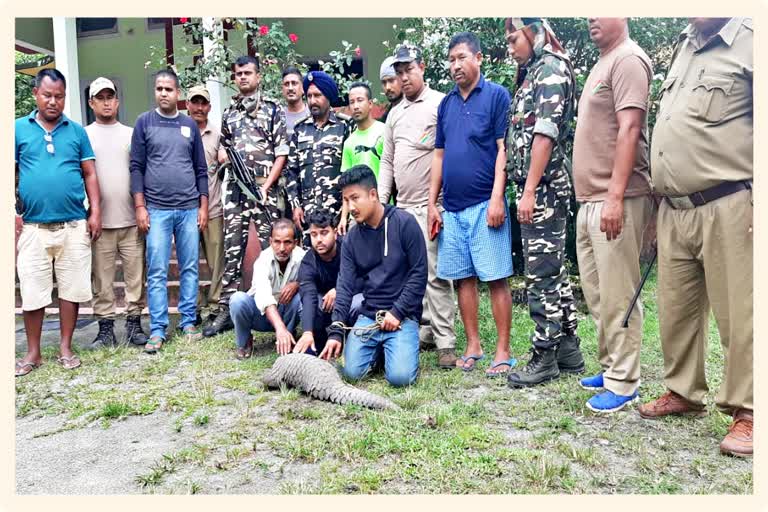 Three Pengolin poachers arrested in Chirang