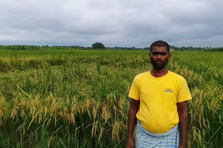 Paddy crop ruined due to heavy rains in Samastipur