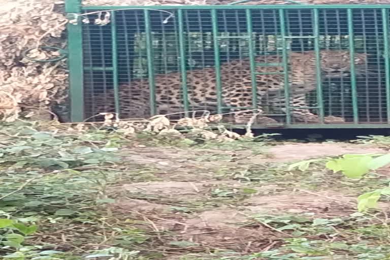 man-eating-leopard-caught-in-dhamtari