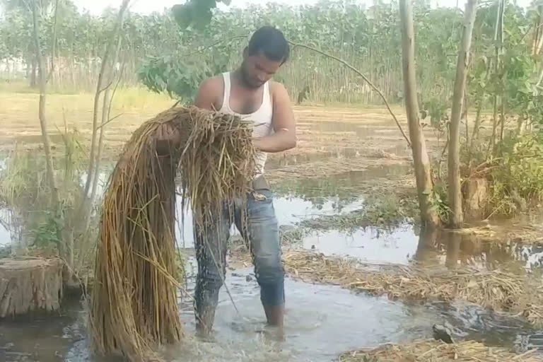 غیرموسمی بارش سے فصلیں تباہ