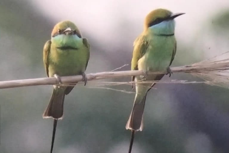 हजारों मील की यात्राकर परदेशी परिंदे पहुंचने लगे हस्तिनापुर अभ्यारण्य, जानें क्या है इन पक्षियों की खासियत